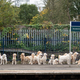 Illustration for article titled Saturday Night Social: Mind the Gap, and the Golden Retrievers